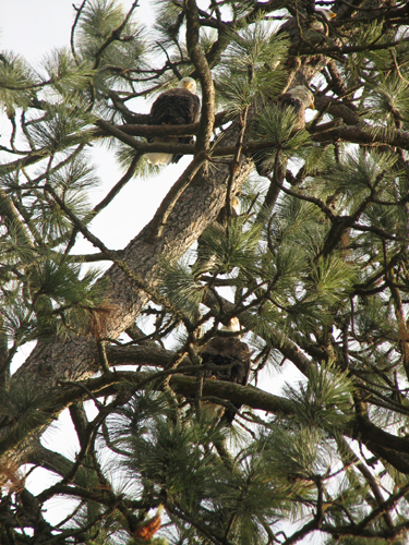Eagles in Tree