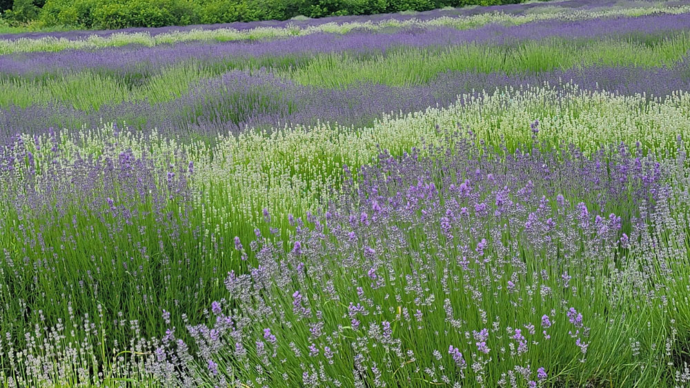 white lavendar