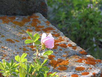 beauty of a rose