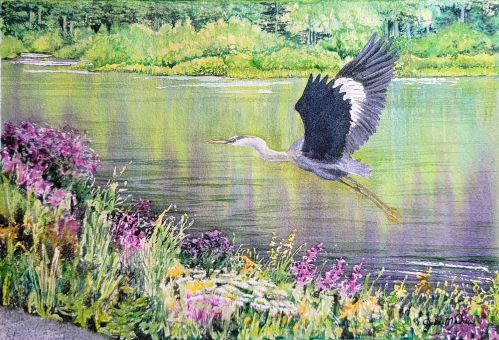 blue heron in flight