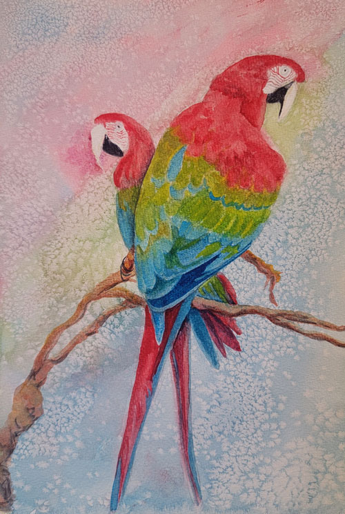 Green wing Macaw parrots