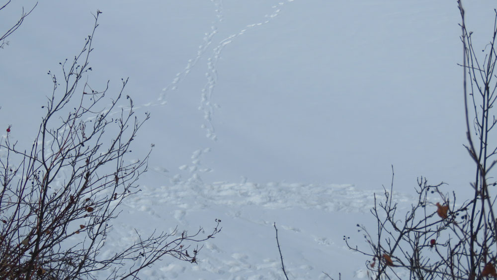 tracks across the river