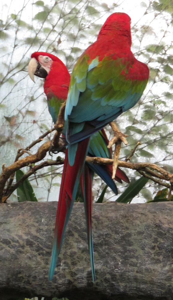 Macaws