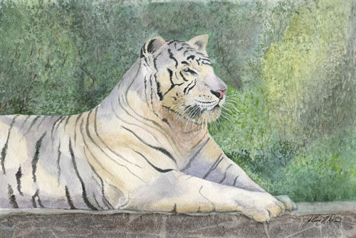 albino tiger, watercolor, 7 x 10 in, artist Julie Drew