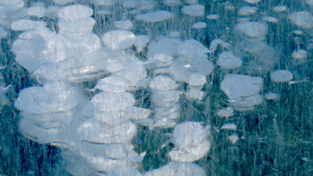 bubbles abrahamlake