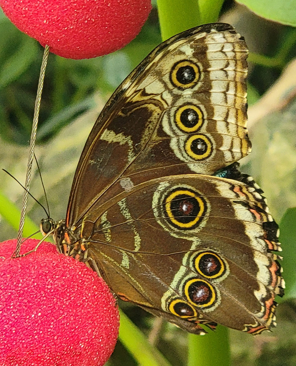 butterfly 2