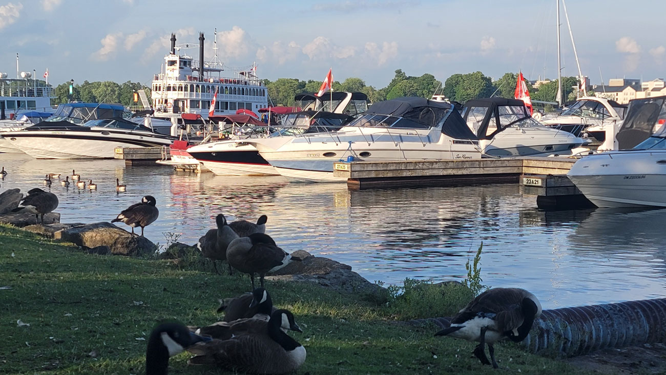 kingston harbour3