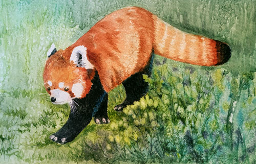 on an adventure red panda watercolour and ink
