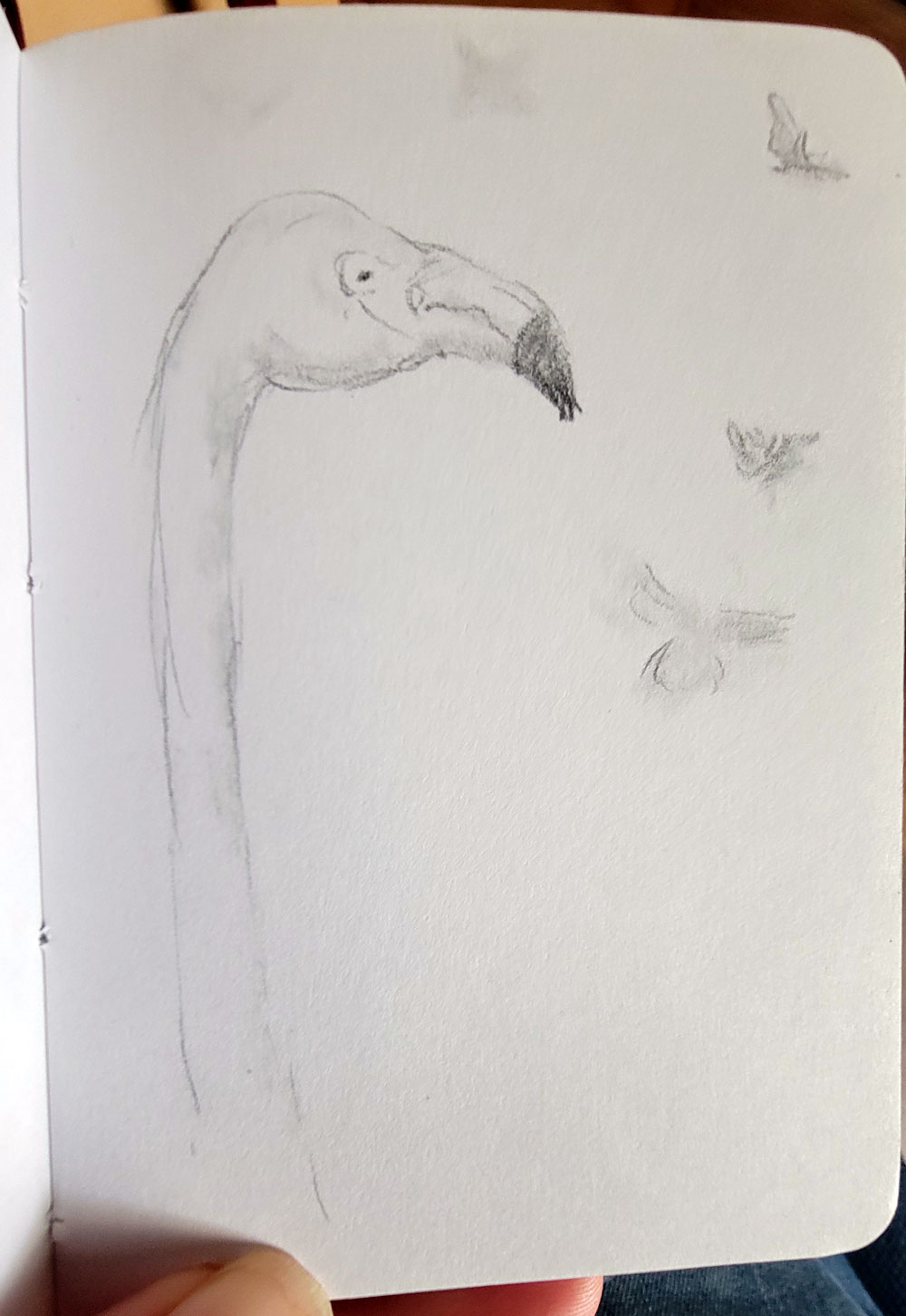 sketch flamingo and butterflies