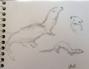 sketch otter