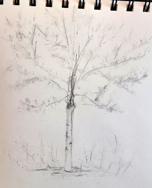 sketch poplar tree