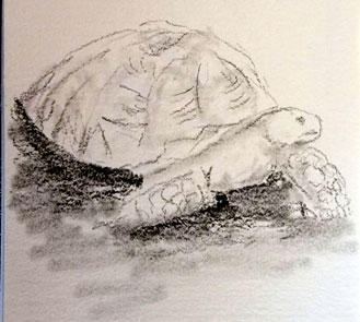 sketch turtle