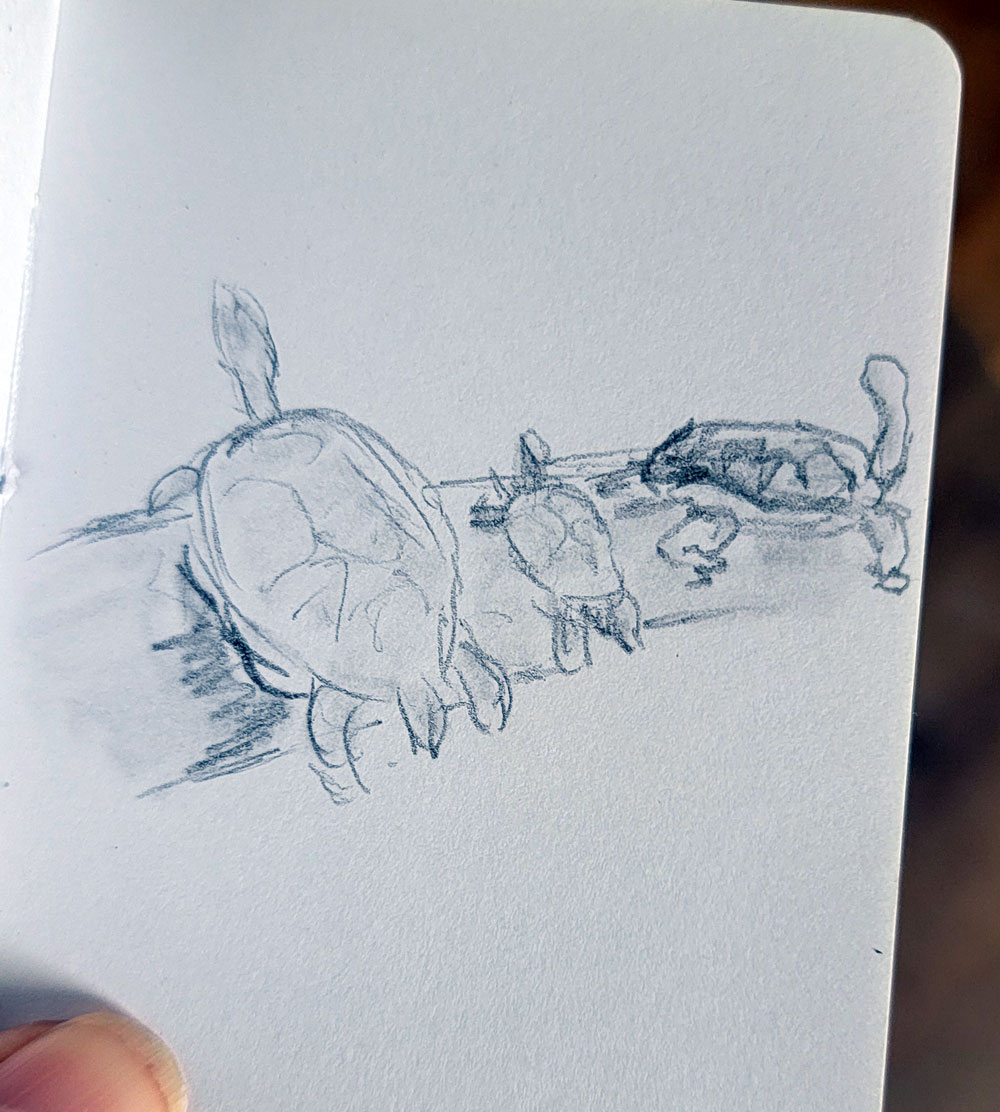 sketch turtles atbutterflygarden