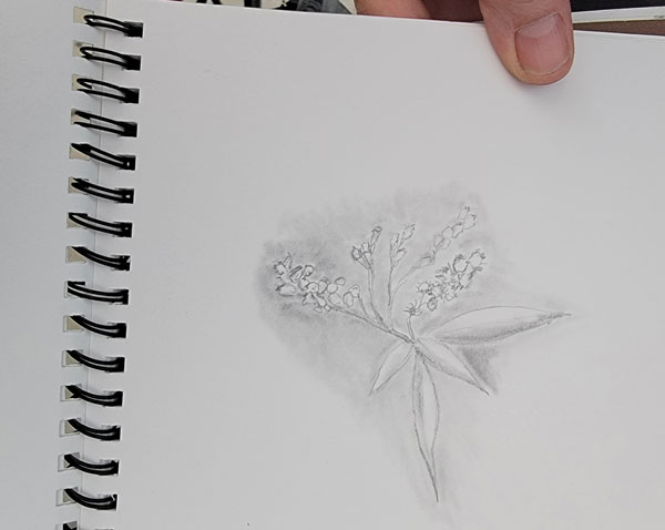 sketching botanicals 2