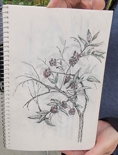 sketching botanicals