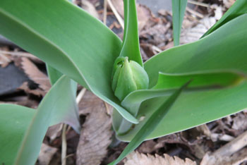 tulipbud