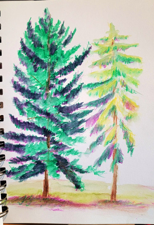 watercolor penceil sketch Conifers
