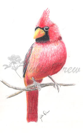 cardinal posing 