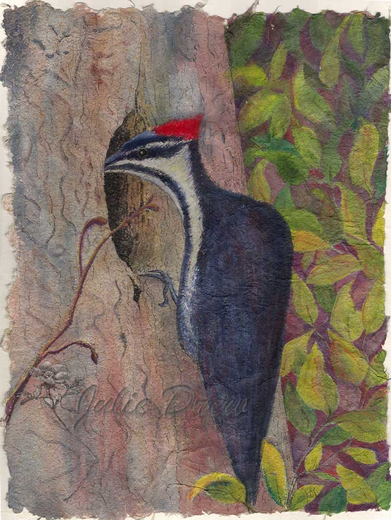 pileated woodpecker 