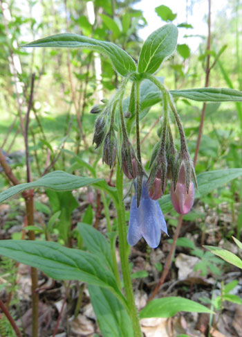 wildflower