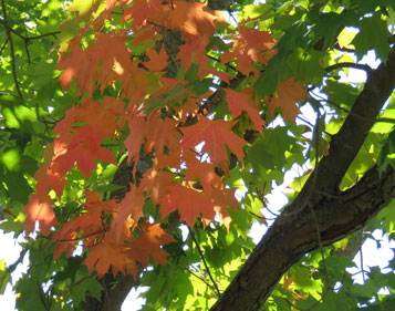 turning red maples