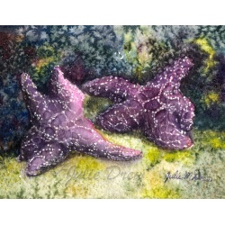 240dancing starfish1000w