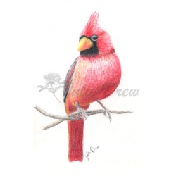 cardinal-posing_281x448