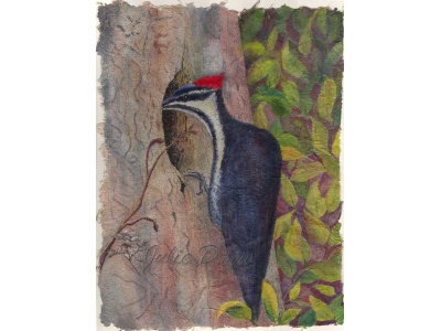 pileatedwoodpecker_800w