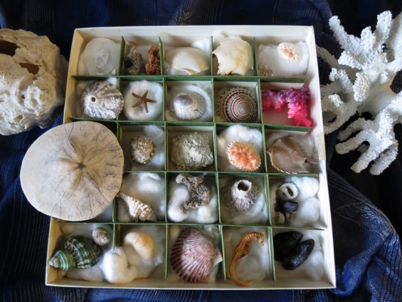 Julie&#039;s Shell Collection