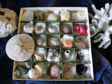 Julie's Shell Collection