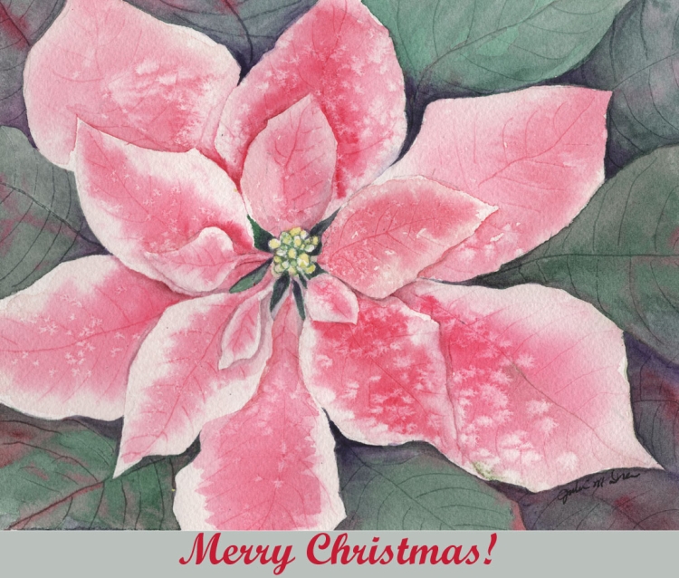 Poinsettia, 6in x 8in, watercolor, artist Julie Drew
