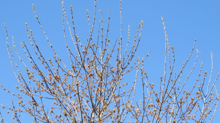 Tree buds in anticipation