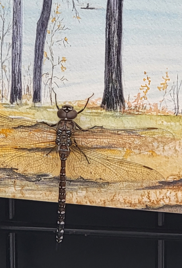 A Dragonfly visited my booth on Sunday